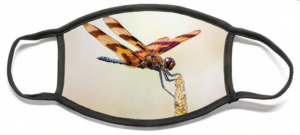 Dragonfly Face Mask featuring the photograph Calico Pennant Dragonfly by Bill and Linda Tiepelman