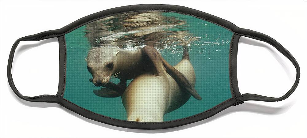 Feb0514 Face Mask featuring the photograph California Sea Lions Playing Sea by Tui De Roy
