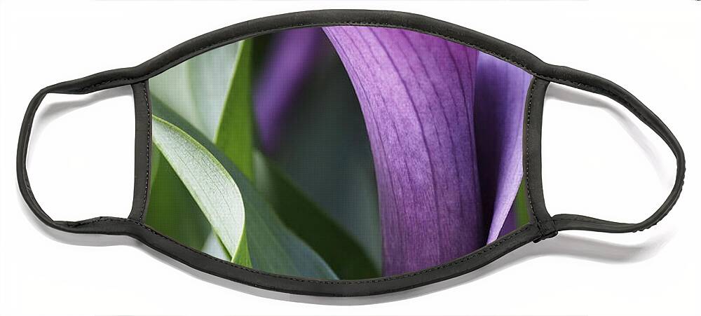 Lily Face Mask featuring the photograph Calla Lily in Purple Ombre by Rona Black