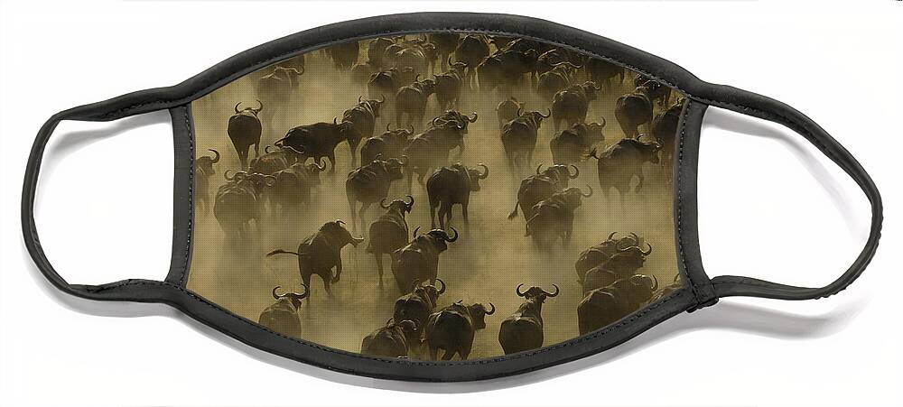 Feb0514 Face Mask featuring the photograph Cape Buffalo Herd Stampeding Africa by Pete Oxford