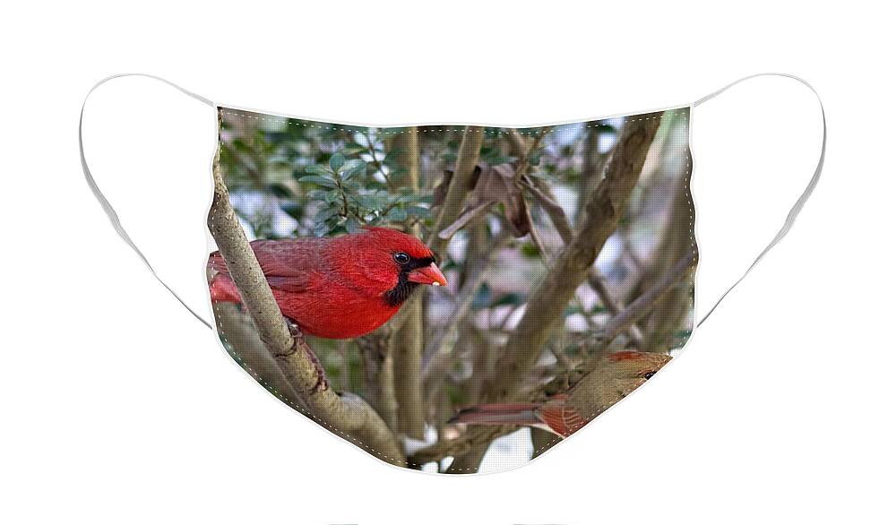 Cardinal Couple Face Mask featuring the photograph Cardinal Couple by Jemmy Archer