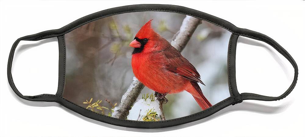 Cardinal Face Mask featuring the photograph Cardinal in Winter by Jayne Carney