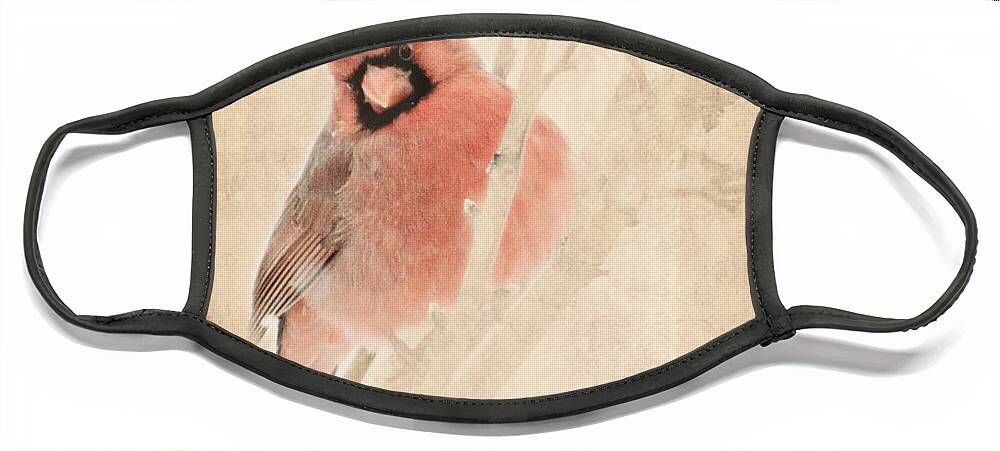 Cardinal Face Mask featuring the photograph Cardinal by Pam Holdsworth