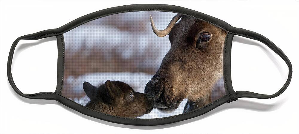 00782253 Face Mask featuring the photograph Caribou Mother Nuzzling Calf by Sergey Gorshkov