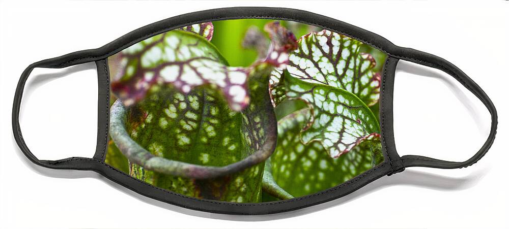 Flora Face Mask featuring the photograph Carnivorous plants by Heiko Koehrer-Wagner