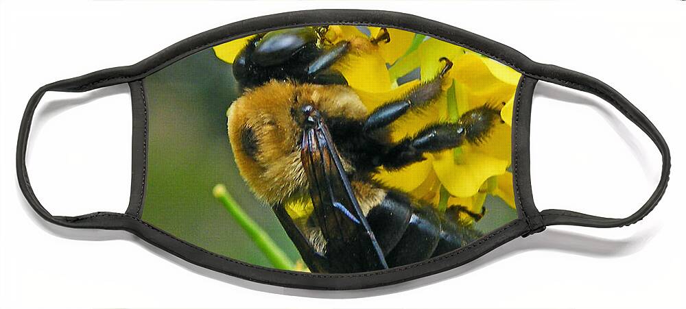 Bee Face Mask featuring the photograph Carpenter Bee by Lizi Beard-Ward