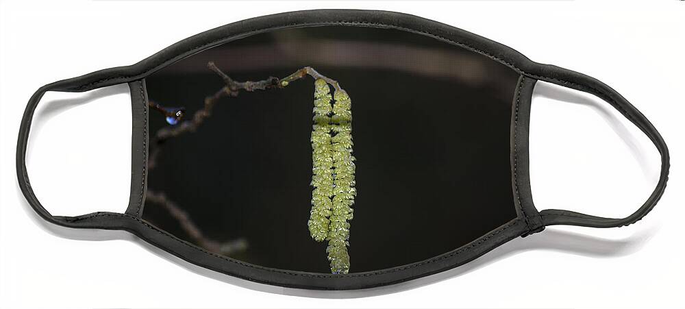 Spring Face Mask featuring the photograph Catkins Teardrop by Spikey Mouse Photography