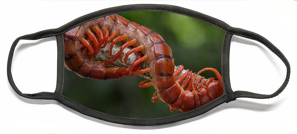 Ch'ien Lee Face Mask featuring the photograph Centipede Malaysia by Ch'ien Lee