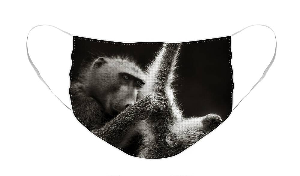 Baboon; Groom; Interact; Clean; Touch; Chacma; Art; Artistic; Monochrome; Black; White; B&w; Wild; Wildlife; Mammal; Animal; Outdoor; Nature; Africa; Two; Nobody; Safari; Wilderness; Behavior; Care Face Mask featuring the photograph Chacma Baboons Grooming by Johan Swanepoel