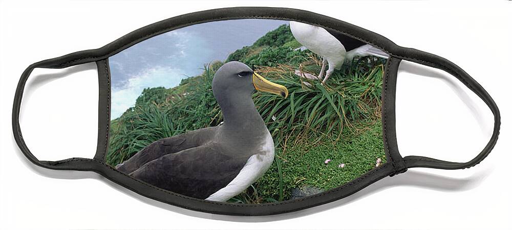 Feb0514 Face Mask featuring the photograph Chatham Albatrosses Nesting On A Cliff by Tui De Roy