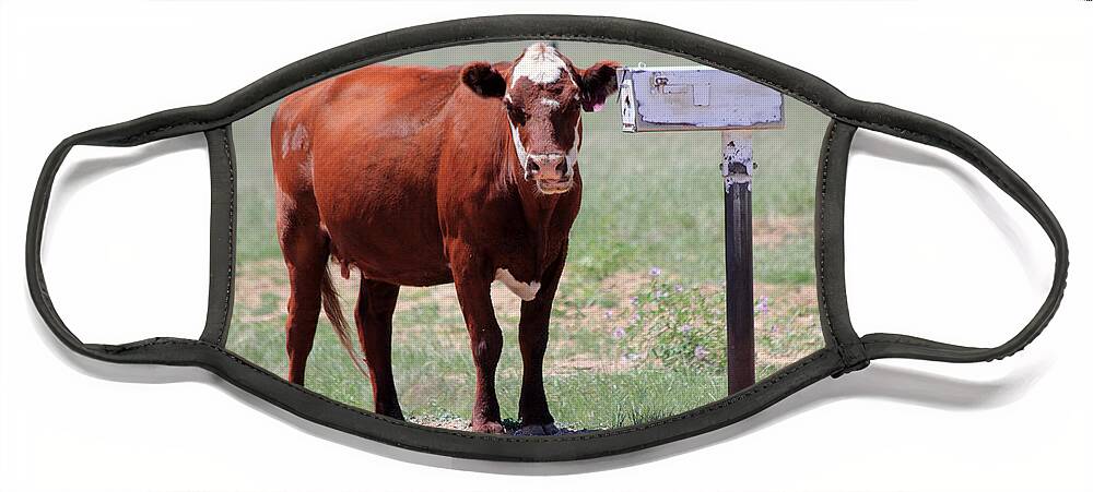 Cow Face Mask featuring the photograph Checking The Mail by Shane Bechler