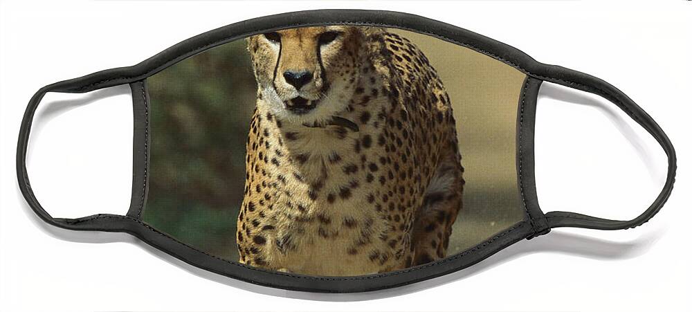 Feb0514 Face Mask featuring the photograph Cheetah Running by San Diego Zoo