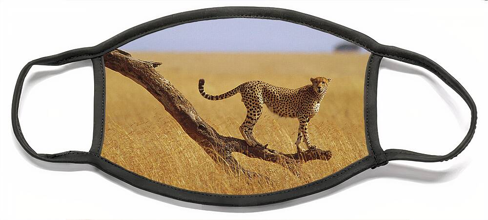 00204162 Face Mask featuring the photograph Cheetah Standing on Dead Tree by Gerry Ellis