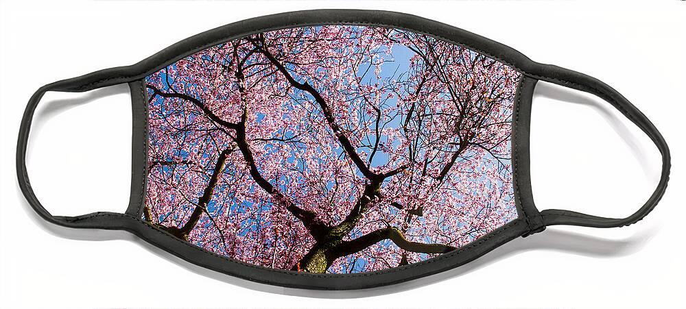 Faa_export Face Mask featuring the photograph Cherry Blossoms all over by Kunal Mehra