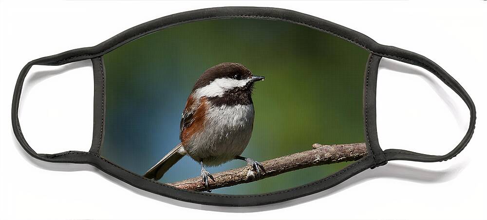 Animal Face Mask featuring the photograph Chestnut Backed Chickadee Perched on a Branch by Jeff Goulden