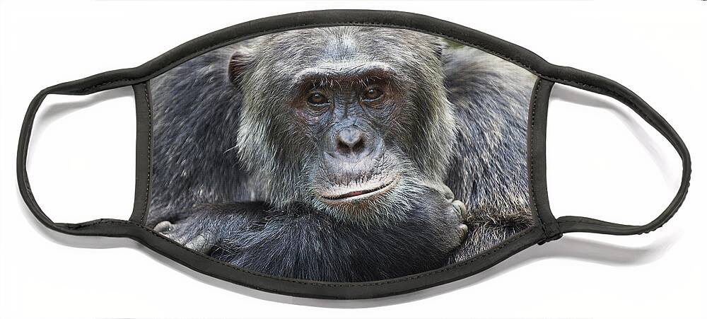 Feb0514 Face Mask featuring the photograph Chimpanzee Male Western Uganda by Suzi Eszterhas