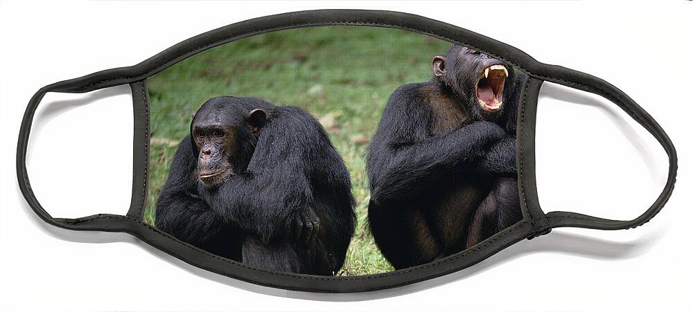 Feb0514 Face Mask featuring the photograph Chimpanzee Pair Interacting Gombe Stream by Gerry Ellis