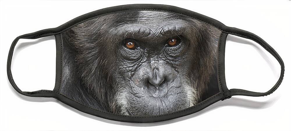 Hiroya Minakuchi Face Mask featuring the photograph Chimpanzee Portrait Ol Pejeta by Hiroya Minakuchi
