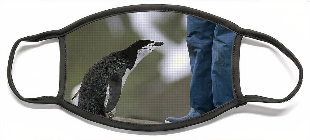 Feb0514 Face Mask featuring the photograph Chinstrap Penguin Inspecting Tourist by Tui De Roy