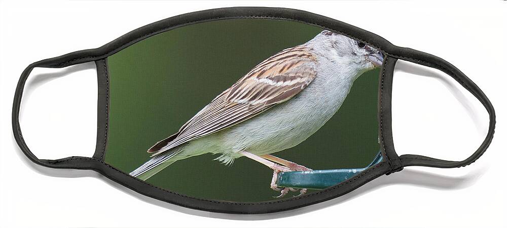 Birdfeeder Visitors Face Mask featuring the photograph Chipping Sparrow by Kristin Hatt