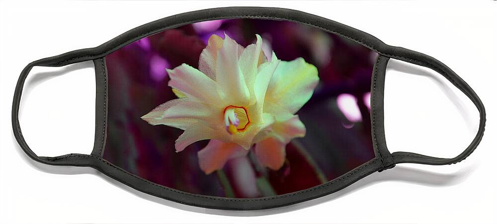Cactus Face Mask featuring the photograph Christmas Cactus Flower by Ramona Matei