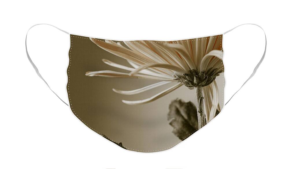 Beautiful Face Mask featuring the photograph Chrysanthemum Petals 2 by Jo Ann Tomaselli