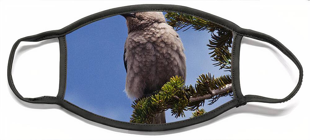 Animal Face Mask featuring the photograph Clark's Nutcracker in a Fir Tree by Jeff Goulden