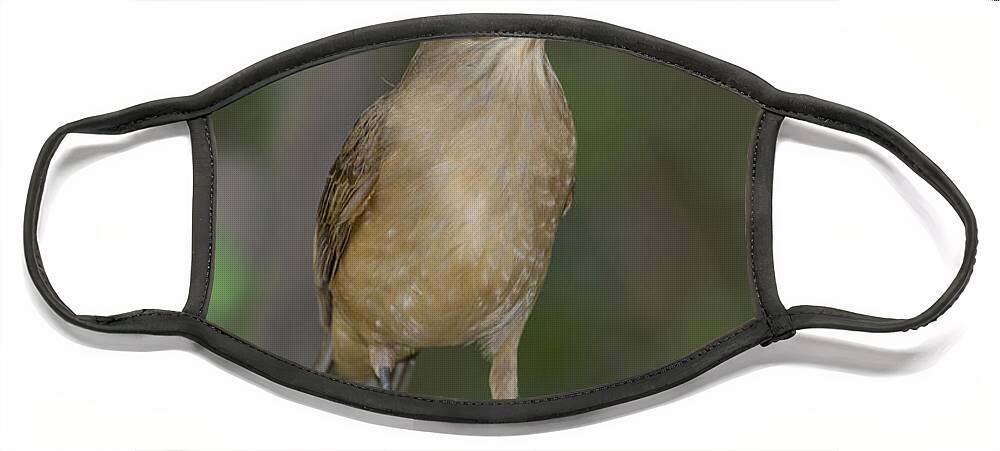 Clay-colored Thrush Face Mask featuring the photograph Clay-colored Thrush by Anthony Mercieca