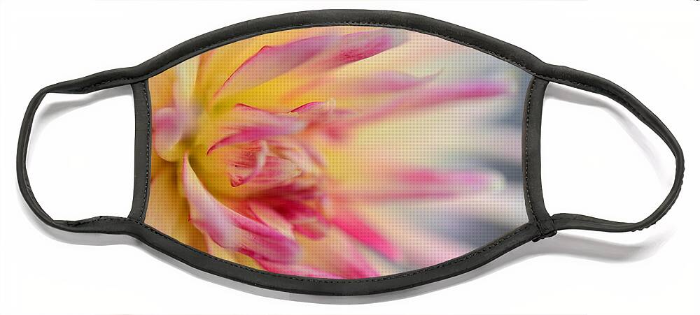 Dahlia Face Mask featuring the photograph Cliff's Dahlia by Kathy Paynter