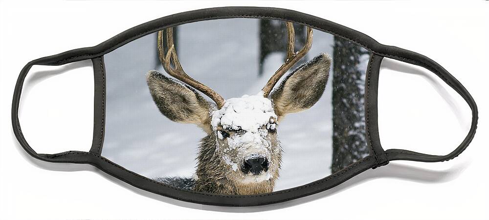 Wildlife Face Mask featuring the photograph Close up of Winter Buck by Matt Swinden