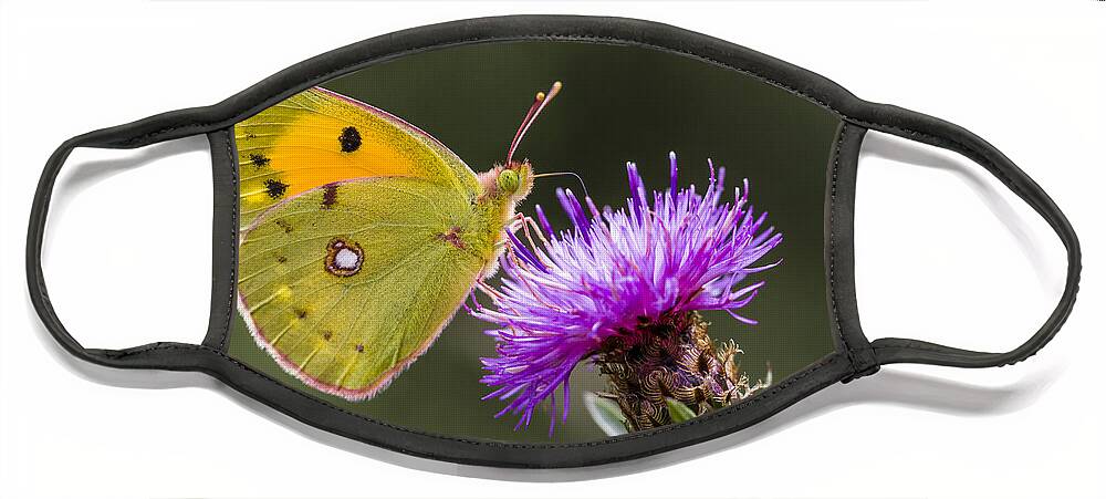 Nis Face Mask featuring the photograph Clouded Yellow Butterfly Feeding by Alex Huizinga