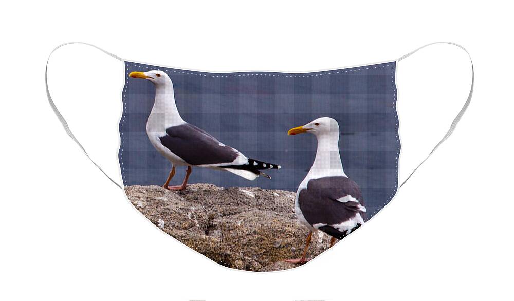 Couple Face Mask featuring the photograph Coastal Seagulls by Melinda Ledsome