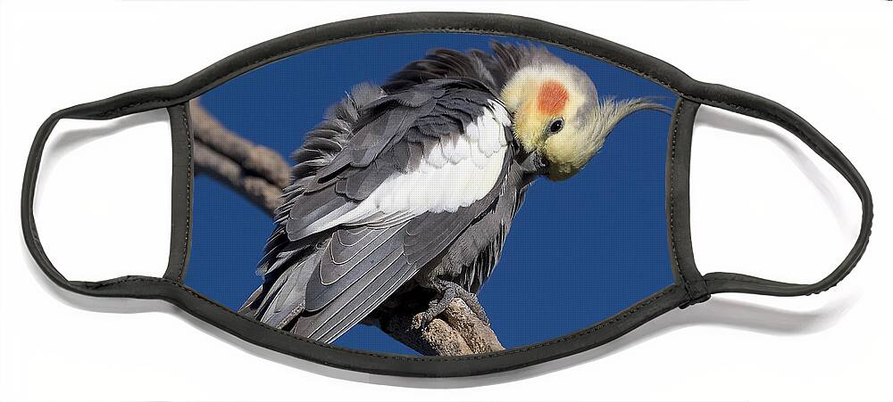 Nymphicus Hollandicus Face Mask featuring the photograph Cockatiel - Canberra - Australia by Steven Ralser