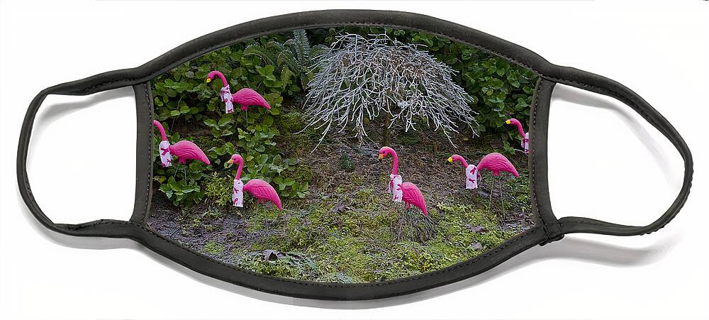 Wall Art Face Mask featuring the photograph Cold Pink Flamingos by Ron Roberts