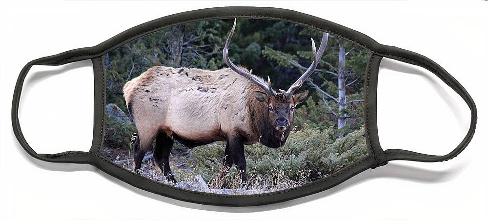 Bull Elk Face Mask featuring the photograph Colorado Bull Elk #1 by Shane Bechler