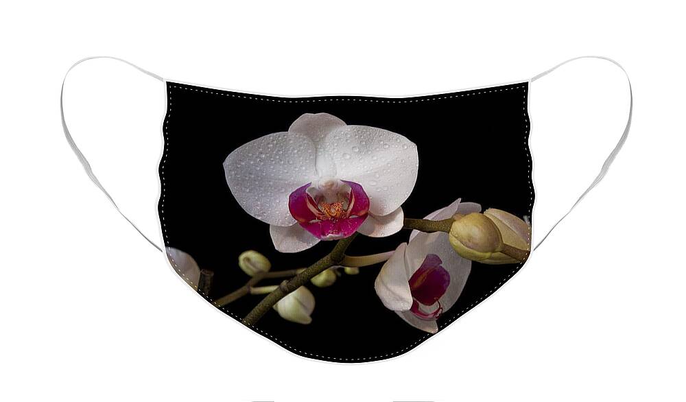 Moth Orchid Face Mask featuring the photograph Colorful Moth Orchid by Ron White