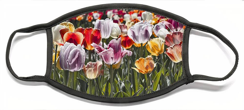 Tulip Face Mask featuring the photograph Colorful Tulips in the Sun by Sharon Popek