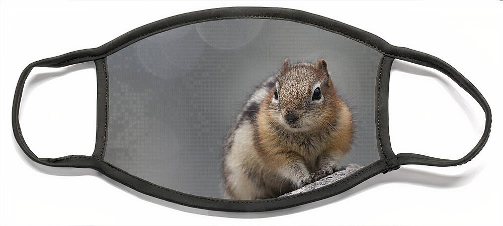 Wildlife Face Mask featuring the photograph Columbian Ground Squirrel by Tony Mills