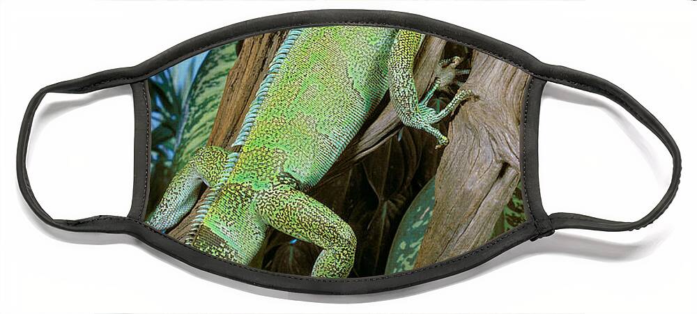 Vertical Face Mask featuring the photograph Common Iguana by ER Degginger