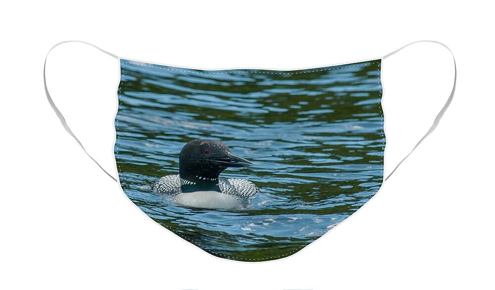 Birds Face Mask featuring the photograph Common Loon by Brenda Jacobs