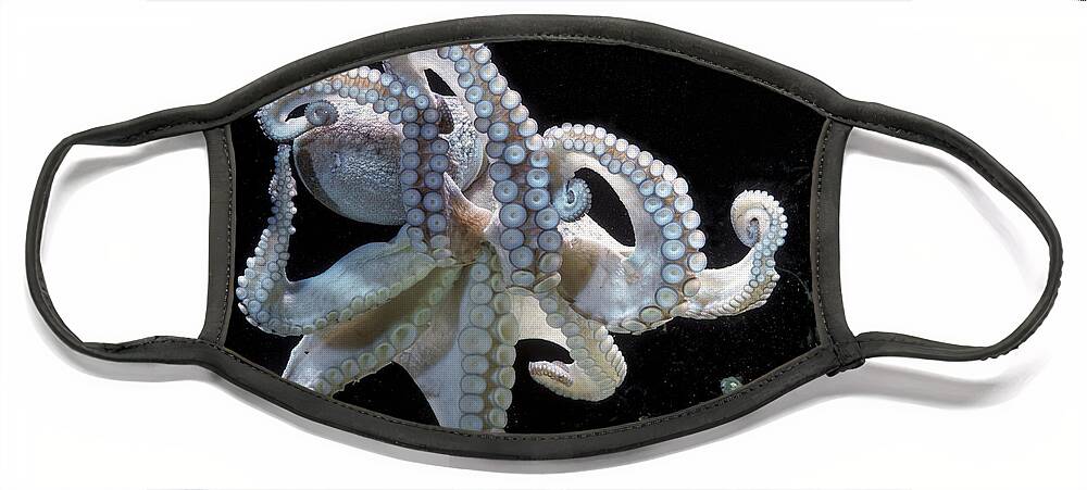 Common Octopus Face Mask featuring the photograph Common Octopus by Jean-Michel Labat