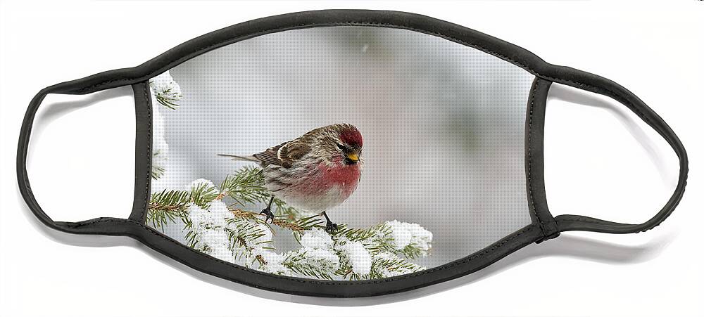Feb0514 Face Mask featuring the photograph Common Redpoll Male Nova Scotia Canada by Scott Leslie