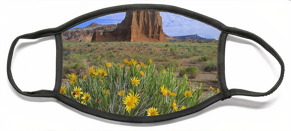 00175971 Face Mask featuring the photograph Common Sunflowers and Temple of the Sun by Tim Fitzharris