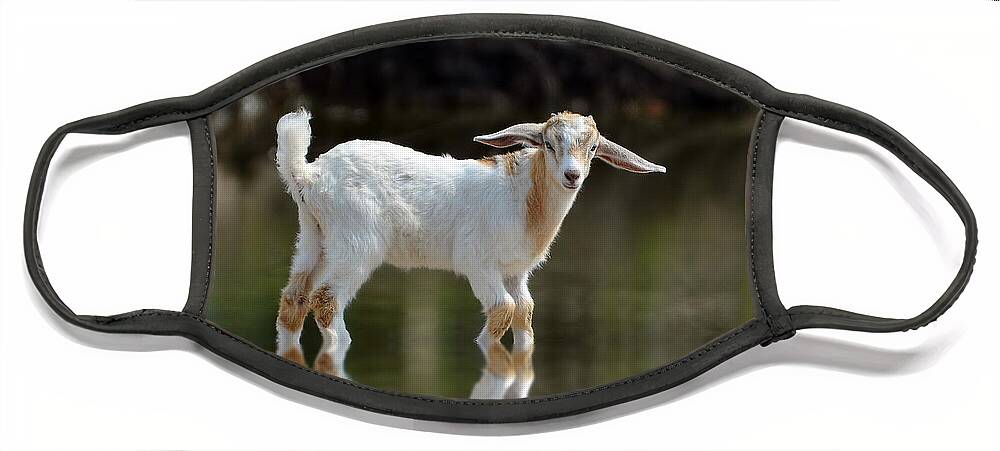 Goat Face Mask featuring the photograph Cooling Down In A Pond by Kathy Baccari