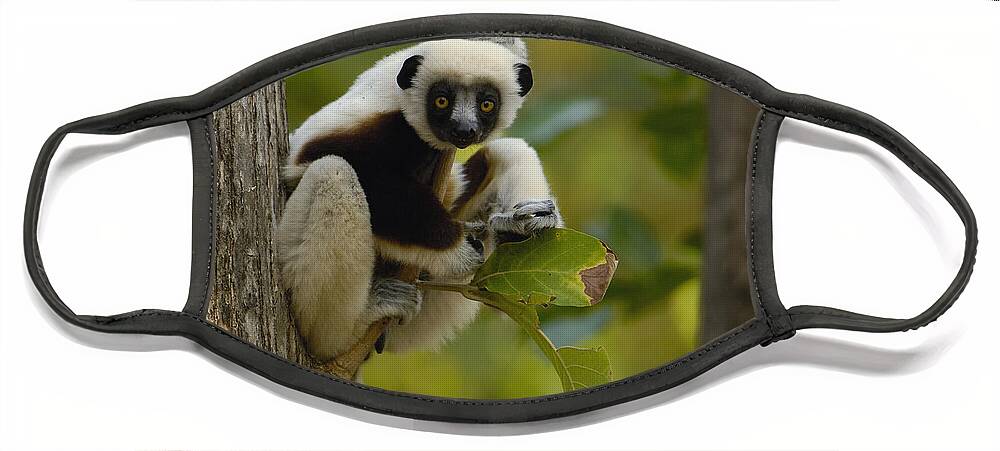 Feb0514 Face Mask featuring the photograph Coquerels Sifaka Madagascar by Pete Oxford