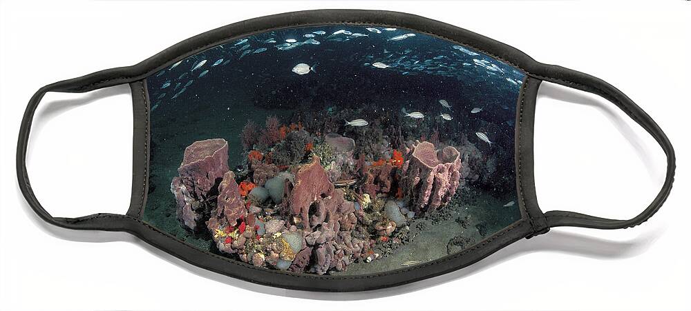 Feb0514 Face Mask featuring the photograph Coral And Schooling Fish Grays Reef by Flip Nicklin