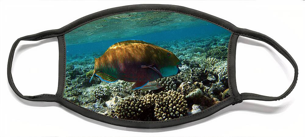 Parrot Fish Face Mask featuring the photograph Coral Cruiser by Donna Corless