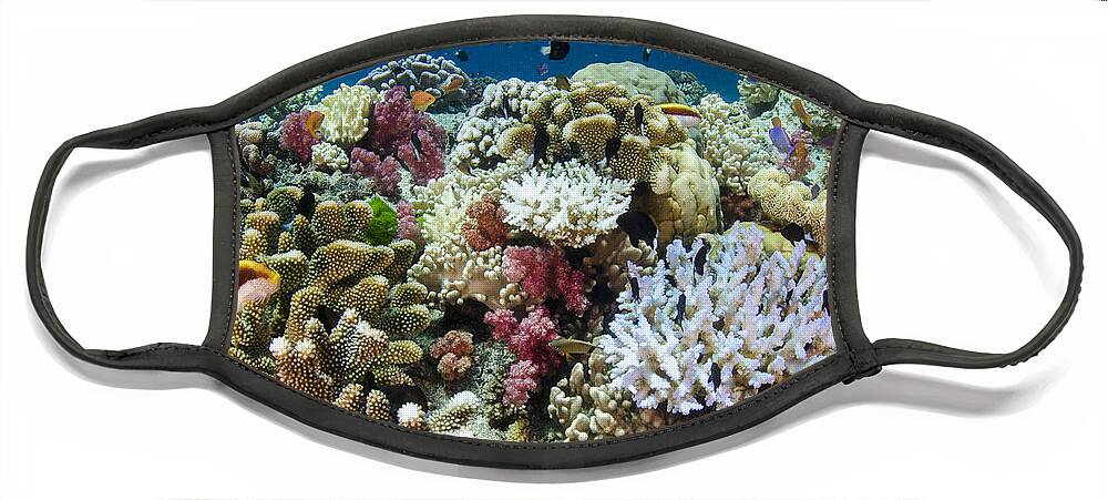 Pete Oxford Face Mask featuring the photograph Coral Reef Diversity Fiji by Pete Oxford