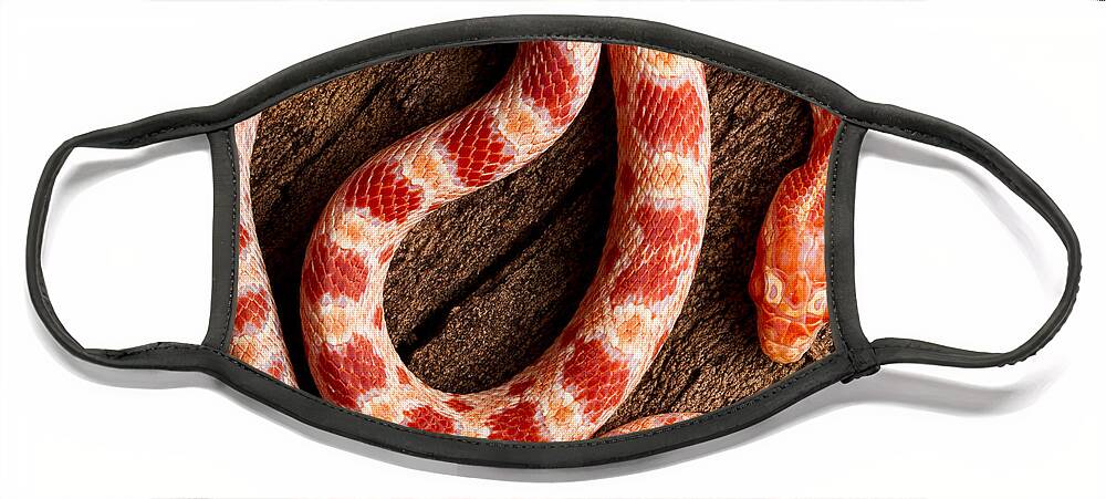 Nature Face Mask featuring the photograph Corn Snake P. Guttatus On Tree Bark by David Kenny