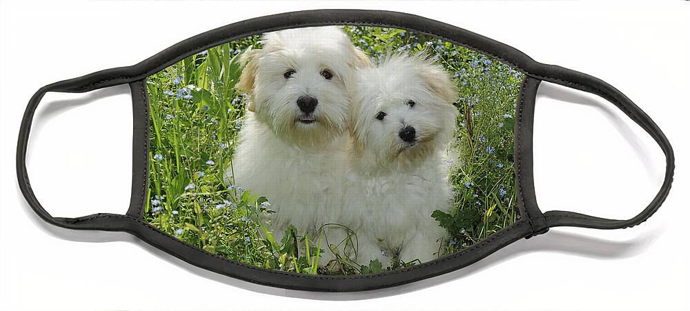 Dog Face Mask featuring the photograph Coton De Tulear Dogs by John Daniels
